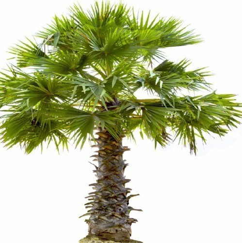 Washingtonia Filifera Palmier De Californie Palmier A Jupon Double