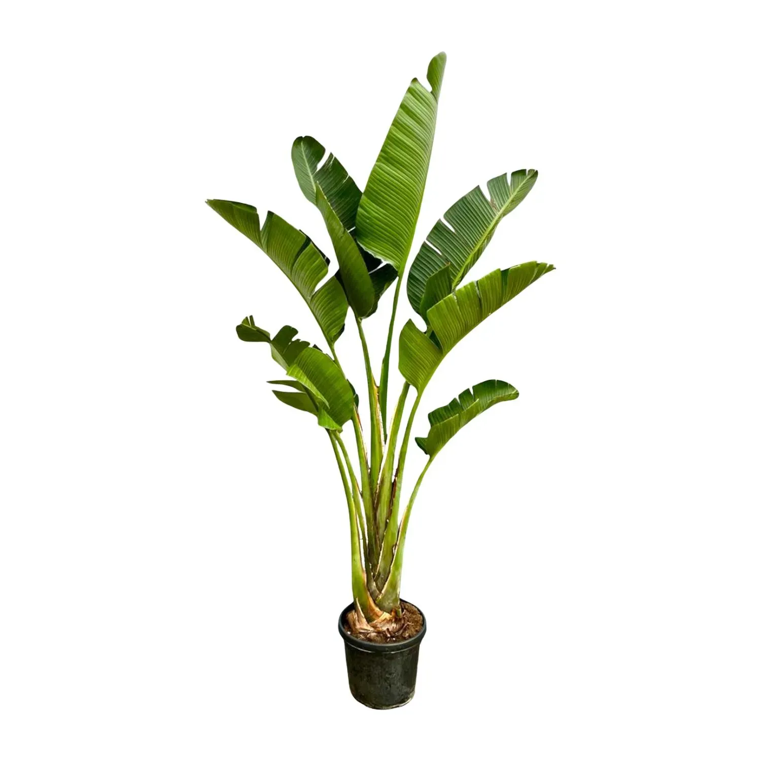 STRELEZIA AUGUSTA