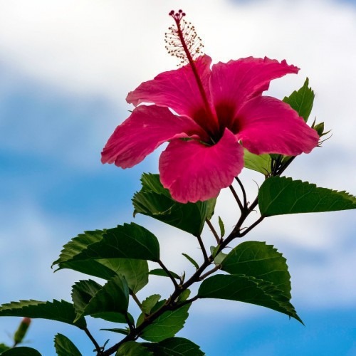HIBISCUS ROSA-SINENSIS