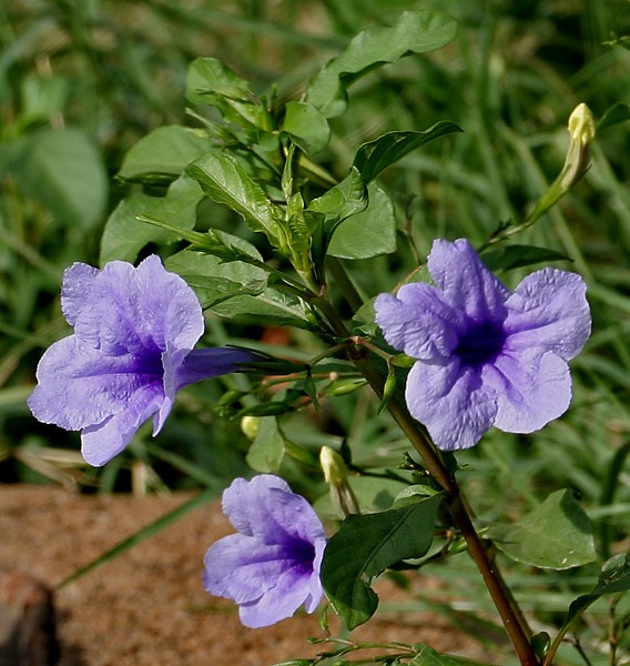 RUELLIA