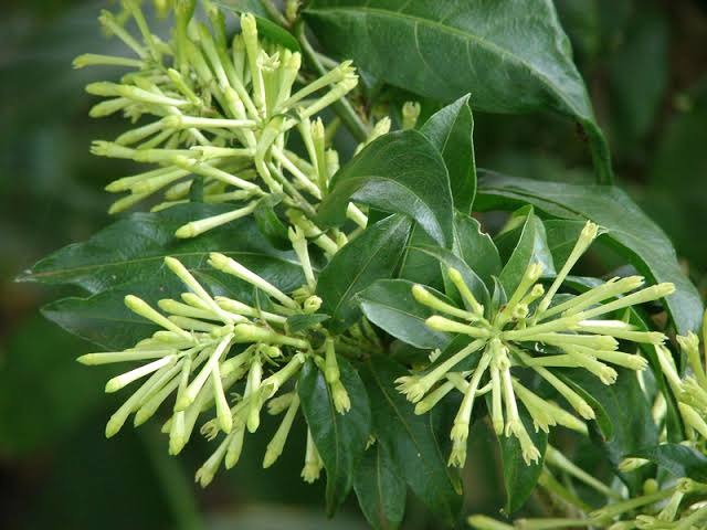 CESTRUM NOCTURNUM (GALANT DE NUIT)
