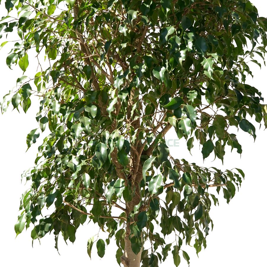 ficus-benjamina-figuier-pleureur-danielle