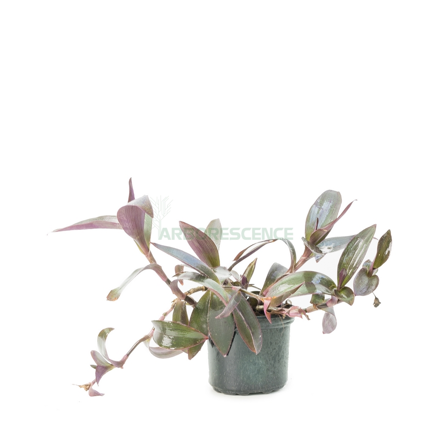 tradescantia