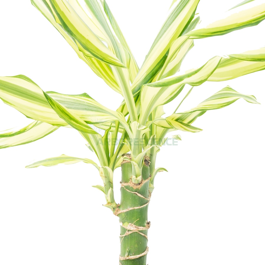 dracaena-yellow