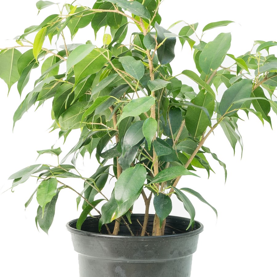 ficus-benjamina