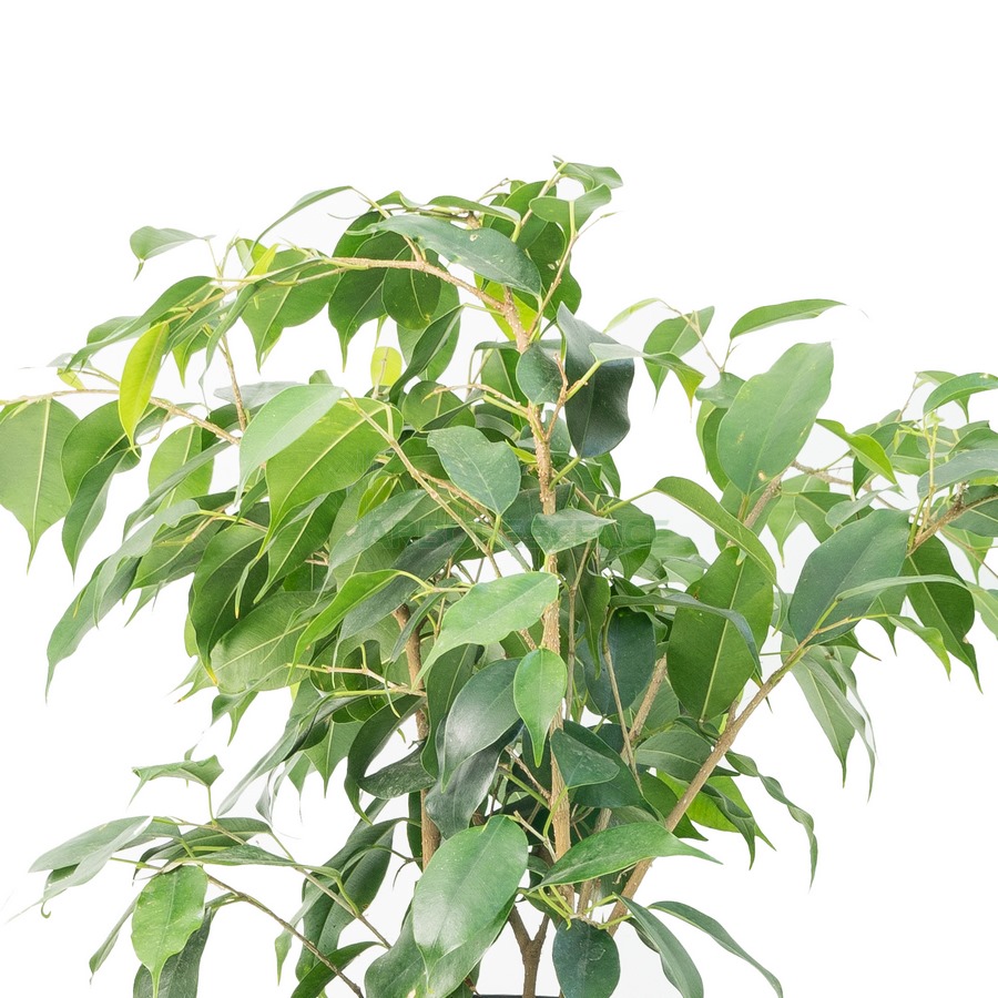 ficus-benjamina