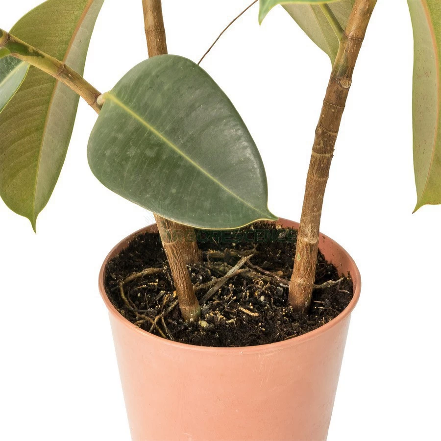 FICUS ELASTICA