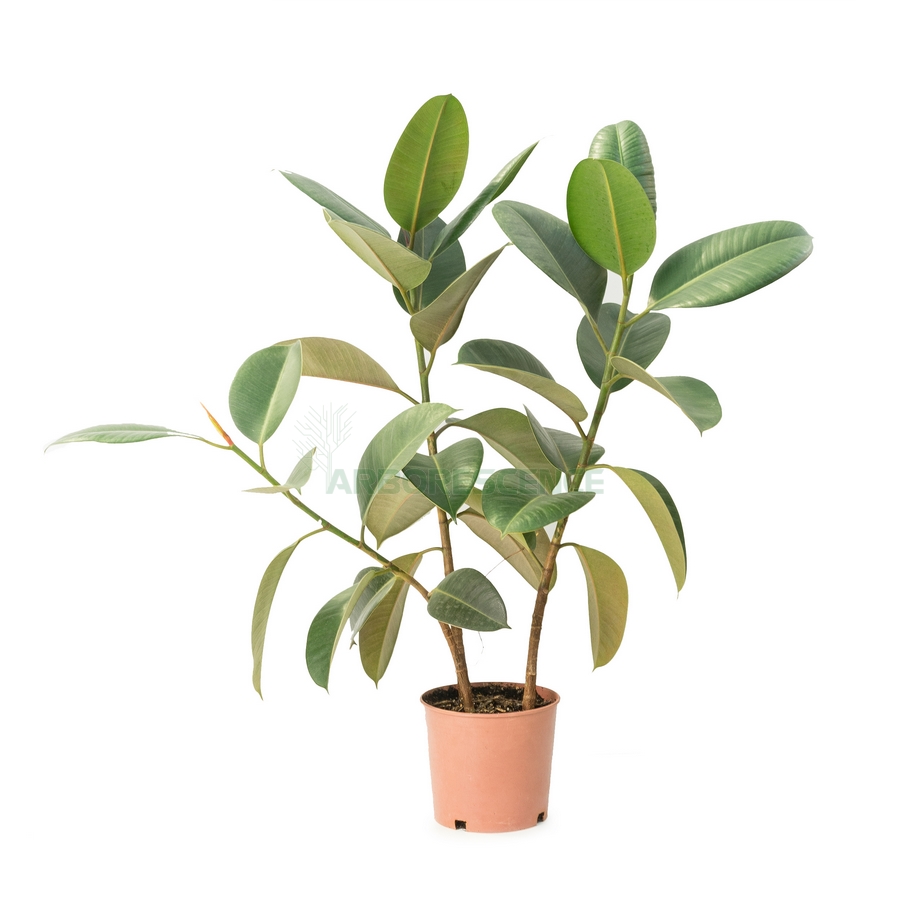 ficus-elastica-x2