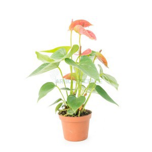ANTHURIUM ANDR. DAKOTA