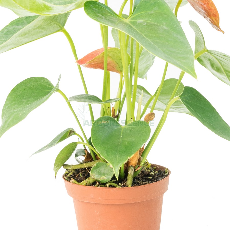 anthurium-andr-dakota