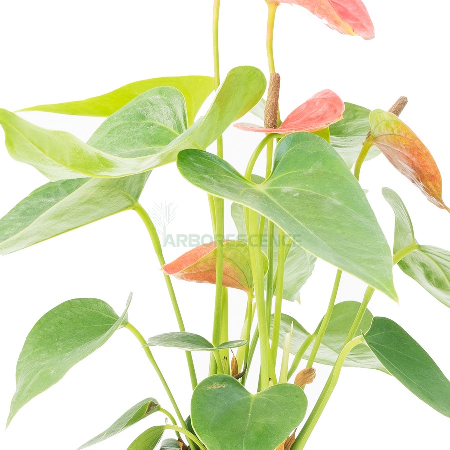 anthurium-andr-dakota