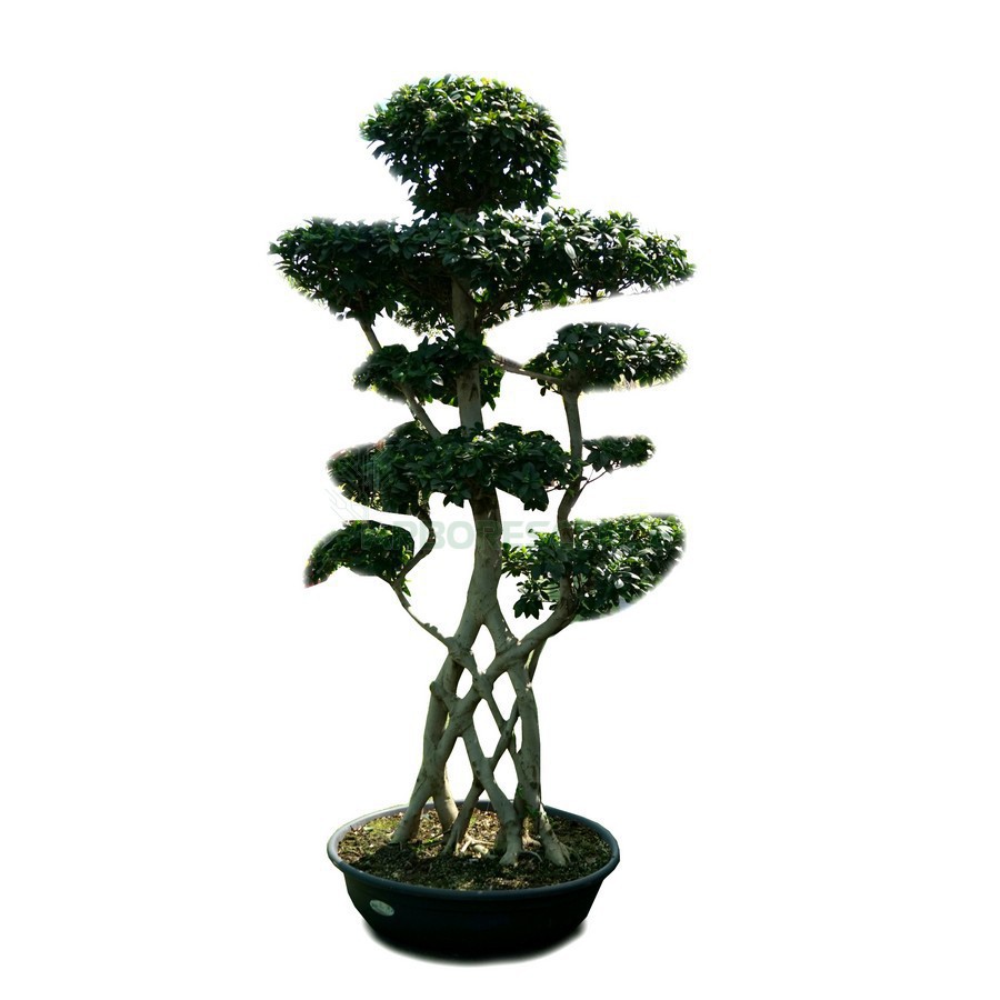 ficus-microcarpa-bonsai