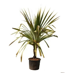 PANDANUS VEITCHII (SIMPLE)