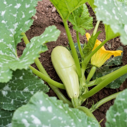 courgette