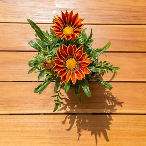 gazania