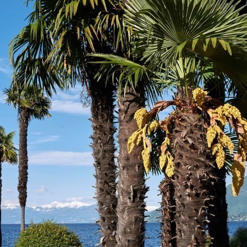 TRACHYCARPUS FORTUNEI (PALMIER A CHANVRE PALMIER DE CHINE)