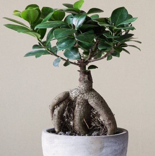 ficus-microcarpa-bonsai