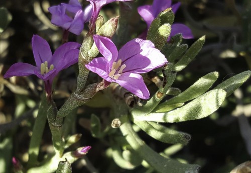 LIMONIASTRUM MONOPETALUM