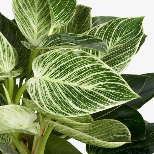 PHILODENDRON WHITE WAVE