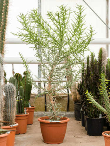 euphorbia-stenoclada