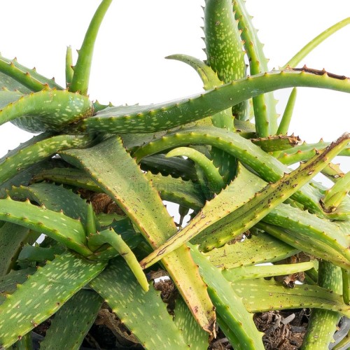 aloe-maculata