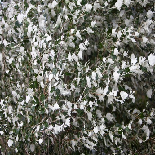 POPULUS ALBA (PEUPLIER BLANC ARGENTE)
