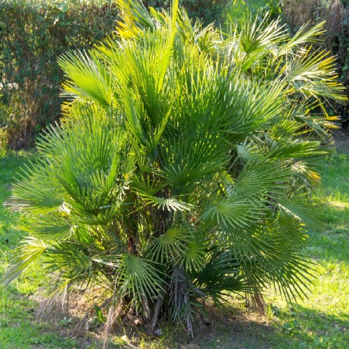 Variant 2