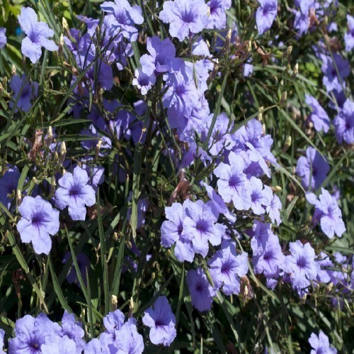 RUELLIA BREVIFOLIA