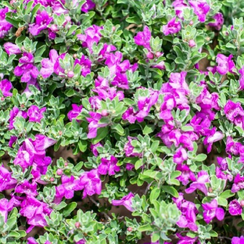 LEUCOPHYLLUM FRUTESCENS (SAUGE DU DESERT)