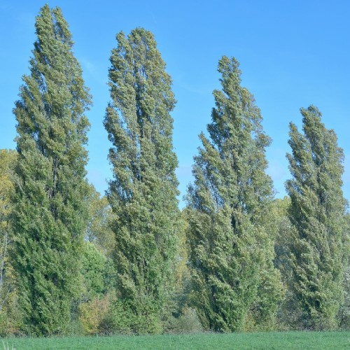 Variant 5