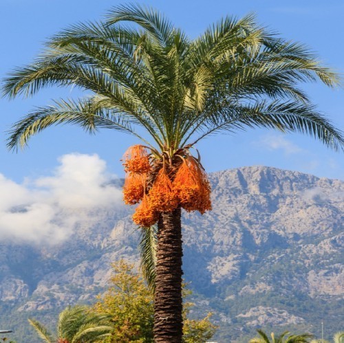 Palmiers au Maroc - Vente en ligne et Livraison a casablanca, rabat