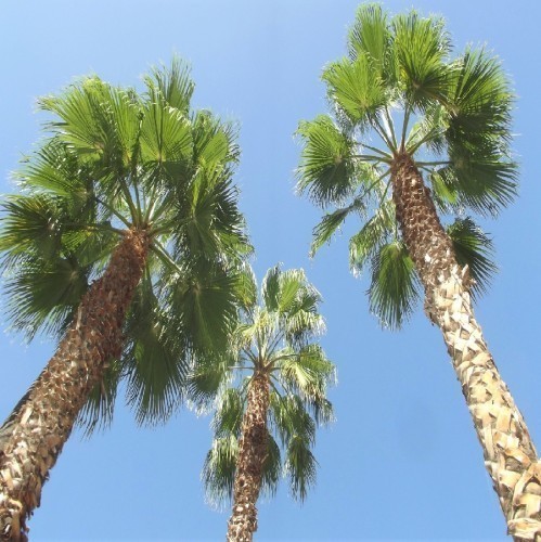 Palmiers au Maroc - Vente en ligne et Livraison a casablanca, rabat