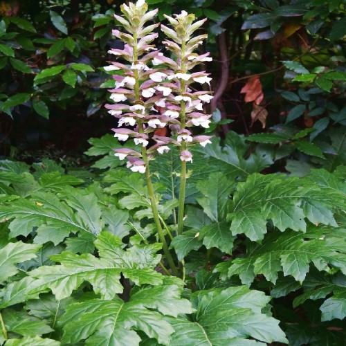 ACANTHUS MOLLIS (ACANTHE A FEUILLES MOLLES)