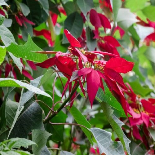 EUPHORBIA PULCHERRIMA ( POINSETTIA)
