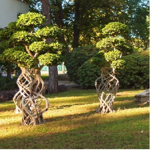 ficus-microcarpa-bonsai