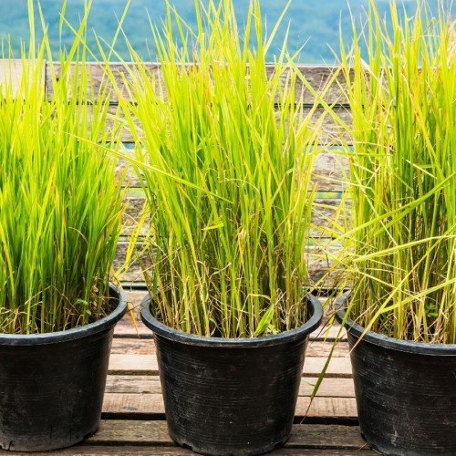 VETIVER