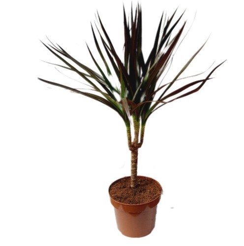 dracaena-marginata-magenta