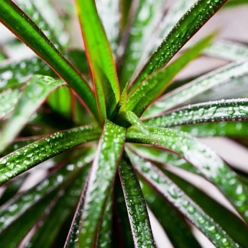 dracaena-marginata-magenta