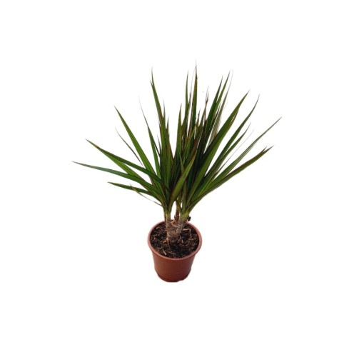 dracaena-marginata-magenta