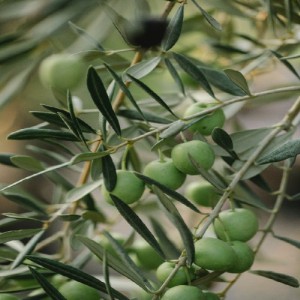 OLEA EUROPAEA