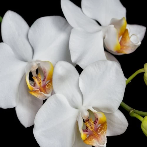 orchidee-phalaenopsis