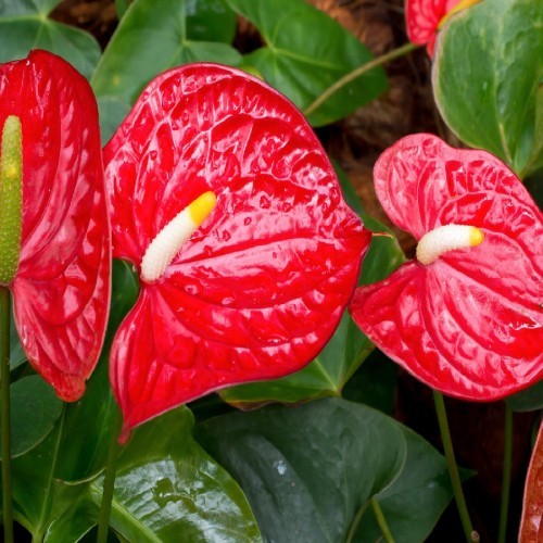 anthurium-andr-red-king-5-6fl-xl