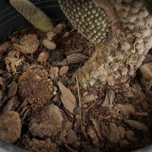 opuntia-microdasys-albata