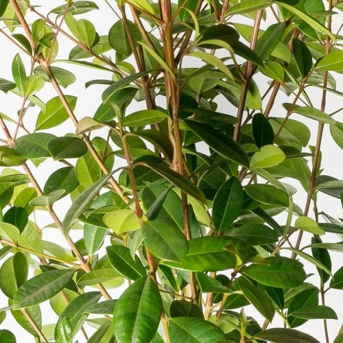eugenia-myrtifolia