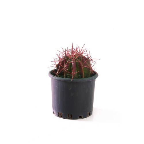 ferocactus-pilosus