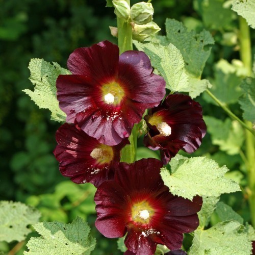 ROSE TREMIERE