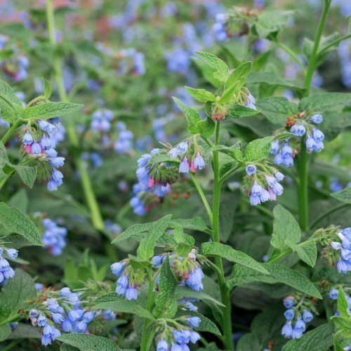 CONSOUDE OFFICINALE