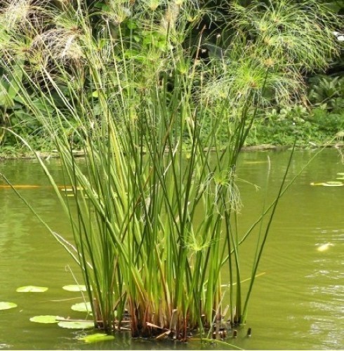 CYPERUS PAPYRUS