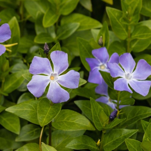 VINCA MAJOR
