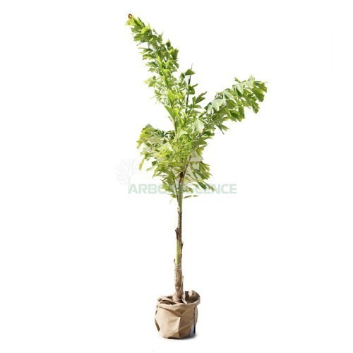 CARYOTA MITIS (PALMIER A QUEUE DE POISSON) (TOUFFE)